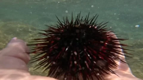 Water aquatic echinodermata Stock-Footage 274034782