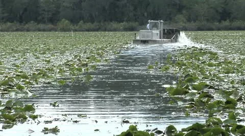 Water, Aquatic weed cutting machine chops through Fragrant Water Liiy in Florida Stock Footage 10872497