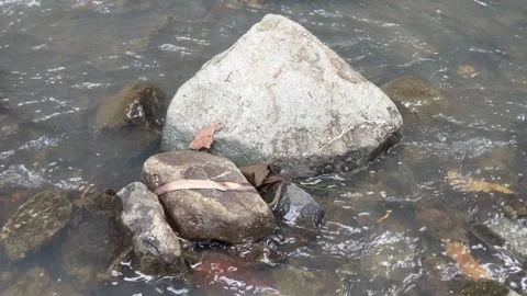 Water area of ​​a small river scattered with river rocks 4 库存影片 245718555