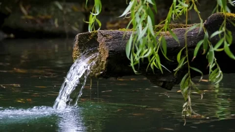 Water bamboo Stock Footage 210816313