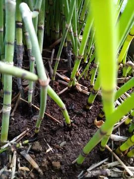 Water Bamboo Stock Photos