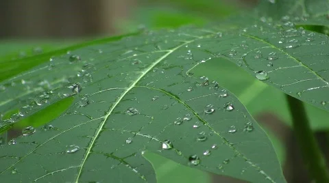 Water beads on a leaf Stock Footage 856671