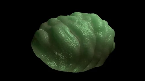 Water bear tun 库存影片 305632555