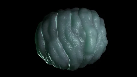 Water bear tun Stock Footage 305632558