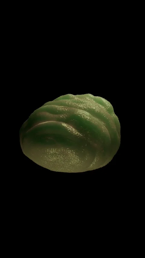 Water bear tun Vidéo 305632563