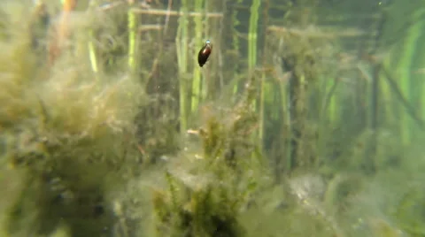 Water beetle diving downwards with an air bubble Stock Footage 44086543