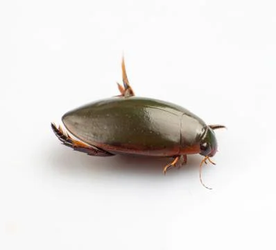 Water beetle Stock Photos
