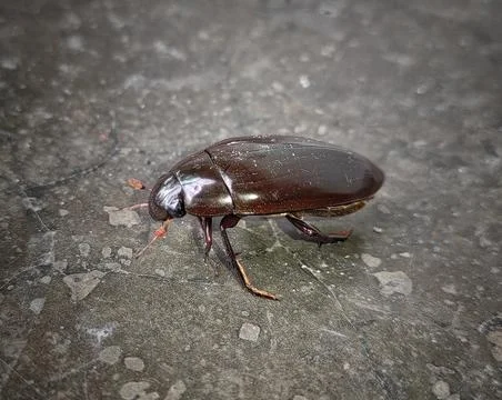 Water beetle Stock Photos