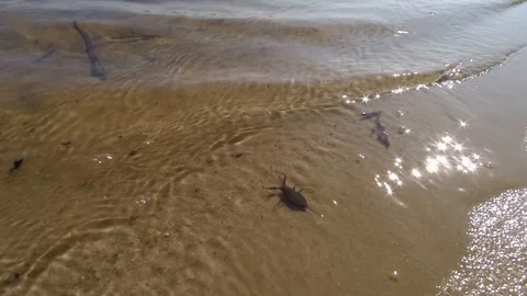Water beetle swaying on the waves Stock Footage 105918718