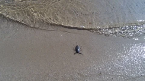 Water beetle swaying on the waves Stock Footage 105919057