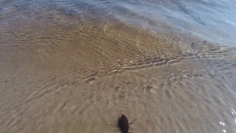 Water beetle swaying on the waves Stock Footage 105920466