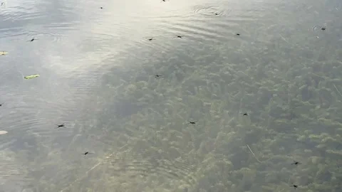 Water beetles gliding across a clear lake surface. Small insects moving abo.. Stock Footage 342541223
