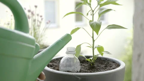 Water being poured into a plastic bottle planted into a pot on the balcony Stock Footage 155777399