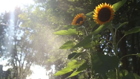 Water being sprayed on sunflowers in yard, video Stock Footage 78211768