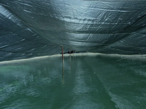 Water below a sheet 動画素材 81493986