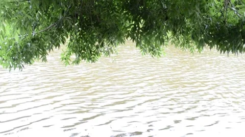 Water beneath a tree Stock Footage 7340472