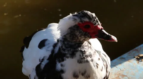 Water bird close up Stock Footage 22870521