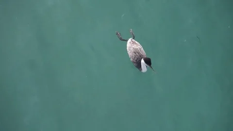 Water Bird diving down at the beach Stock Footage 84280048