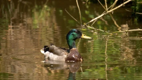 Water bird duck flying taking off close up Stock Footage 89543584