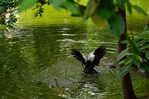 Water bird flapping wings in a pond, surrounded by lush green foliage. Фото