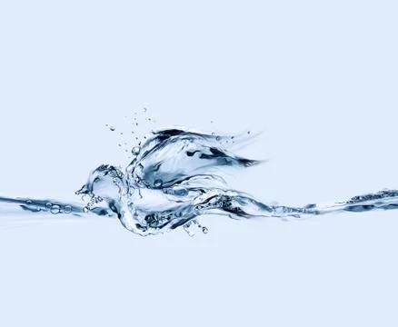 Water Bird Floating Stock Illustration