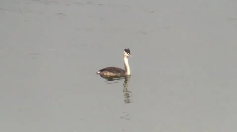 Water bird Video stock 12424623