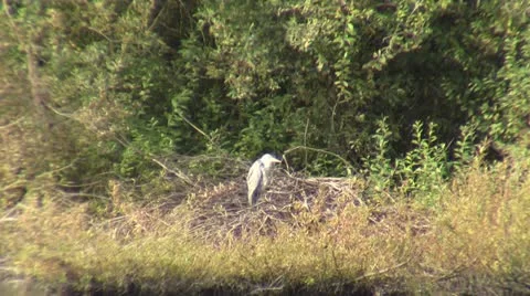 Water bird Video stock 12426434