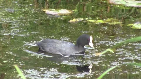 Water bird Video stock 12427173