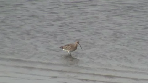 Water bird Video stock 12427374