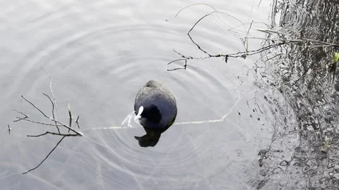 Water Bird Stock Footage 269005974