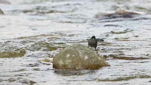 Water bird Stock Footage 306548014