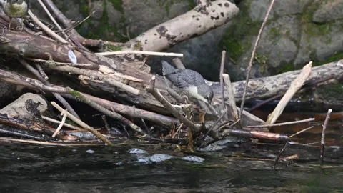 Water bird Stock Footage 306548032