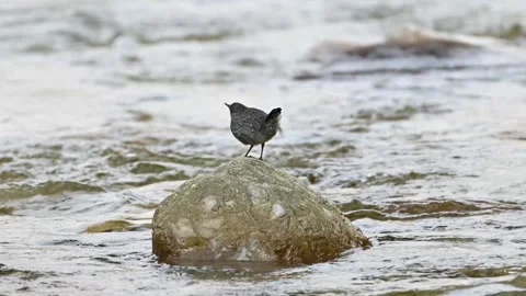 Water bird Stock Footage 306548034