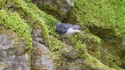 Water bird Stock Footage 306548054