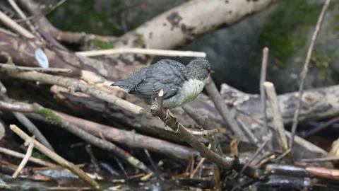 Water bird Stock Footage 306548055