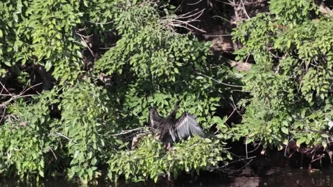 Water Bird Grooming on River 스톡 동영상 191663248