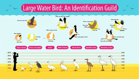 Water Bird Stock Illustration
