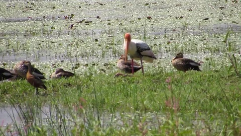 Water bird Painted Stork Stock Footage 76891805