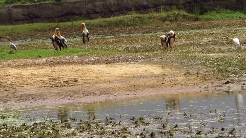Water bird Painted Stork Stock Footage 78691470