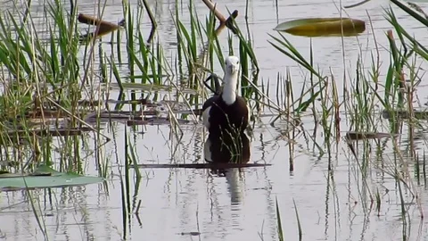 Water bird Pheasant Tailed Jacana Stock Footage 80252873