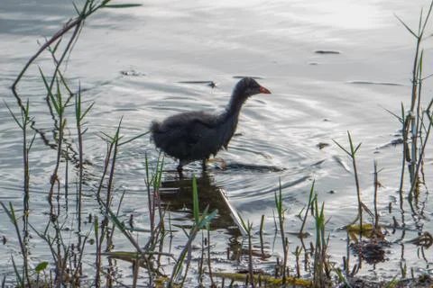 Water bird Stock Photos
