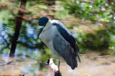 Water bird Stock Photos