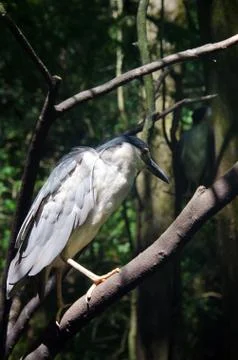 Water bird Stock Photos