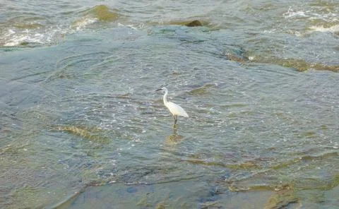 Water bird Stock Photos