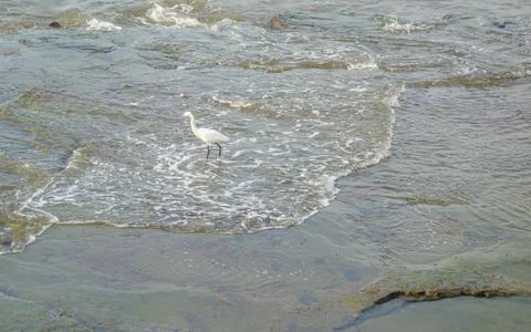 Water bird Stock Photos