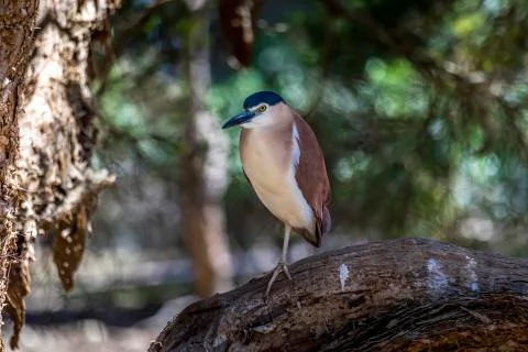 Water bird sitting in a tree in NSW, Australia during a sunny day. Stock Photos