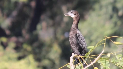 A Water Bird Sitting on the Tree Top and Waiting for its Prey Stock Footage 103806518