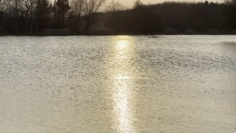 Water Bird at sunset Stock Footage 269006032