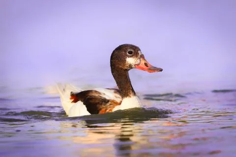 Water bird on the surface Foto stock