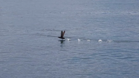 Water Bird Taking Off with Splash Trail 库存影片 331632547